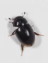 Cercyon cinctus - photo 5