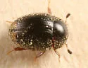 Cercyon connivens - photo 2
