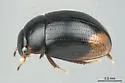 Cercyon erraticus