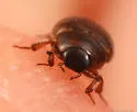 Cercyon fimbriatus