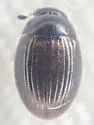 Cercyon fimbriatus - photo 4