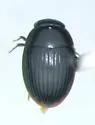 Cercyon floridanus - photo 3