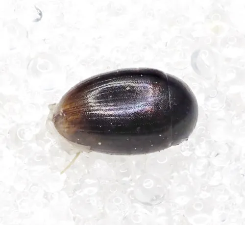 Cercyon haemorrhoidalis