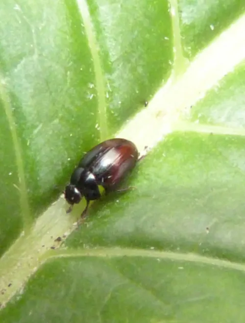 Cercyon haemorrhoidalis - photo 2