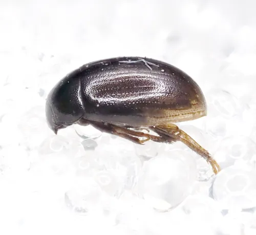 Cercyon haemorrhoidalis - photo 3