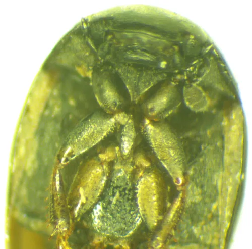 Cercyon haemorrhoidalis - photo 4