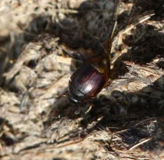 Cercyon haemorrhoidalis - photo 5