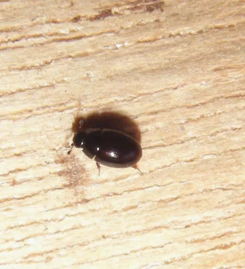 Cercyon haemorrhoidalis - photo 6