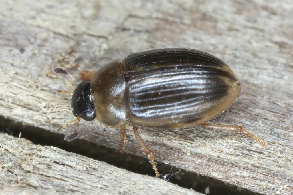 Cercyon laminatus - photo 2
