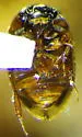 Cercyon limbatus - photo 2