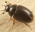 Cercyon limbatus - photo 4