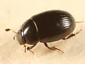 Cercyon littoralis