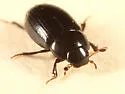 Cercyon littoralis - photo 2