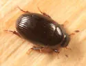 Cercyon littoralis - photo 3