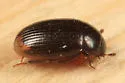 Cercyon littoralis - photo 4
