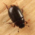 Cercyon littoralis - photo 5