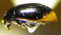 Cercyon marinus - photo 2