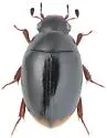 Cercyon marinus - photo 3