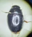 Cercyon marinus - photo 4