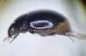 Cercyon marinus - photo 5