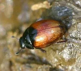 Cercyon melanocephalus