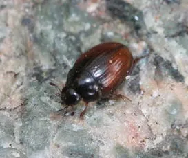 Cercyon melanocephalus - photo 2