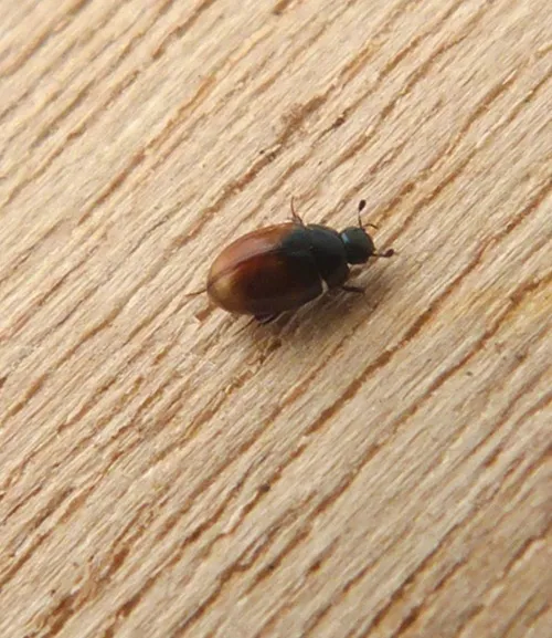 Cercyon melanocephalus - photo 3