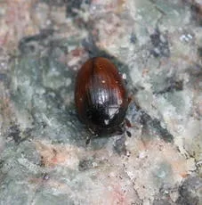 Cercyon melanocephalus - photo 4