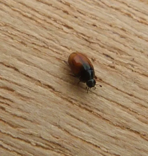Cercyon melanocephalus - photo 6