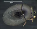 Cercyon minusculus - Cercyon minusculus