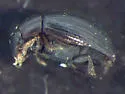 Cercyon minusculus - photo 2