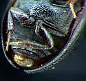 Cercyon minusculus - photo 3