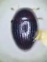 Cercyon minusculus - photo 4