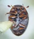 Cercyon minusculus - photo 5
