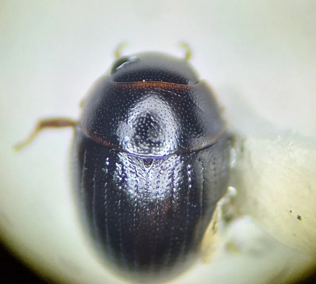 Cercyon nevadanus - photo 2