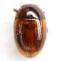 Cercyon nigriceps - Cercyon nigriceps