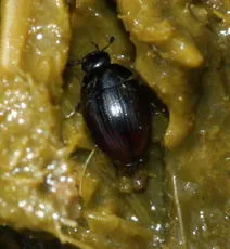 Cercyon obsoletus - photo 2