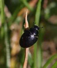Cercyon obsoletus - photo 4