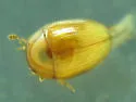 Cercyon occallatus