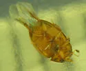 Cercyon occallatus - photo 2