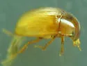 Cercyon occallatus - photo 3
