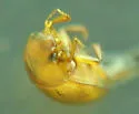 Cercyon occallatus - photo 4