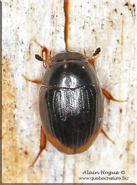 Cercyon praetextatus - photo 2