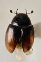 Cercyon pygmaeus - Cercyon pygmaeus