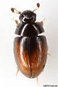Cercyon pygmaeus - photo 3