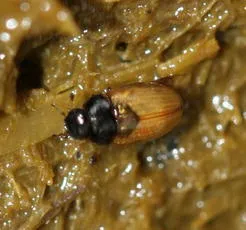 Cercyon quisquillius