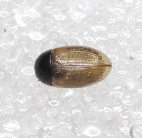 Cercyon quisquillius - photo 2