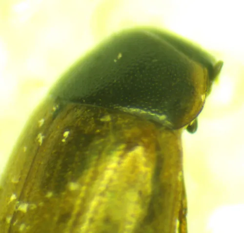 Cercyon quisquillius - photo 3
