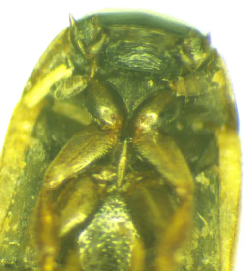 Cercyon quisquillius - photo 4