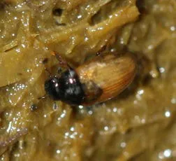 Cercyon quisquillius - photo 5